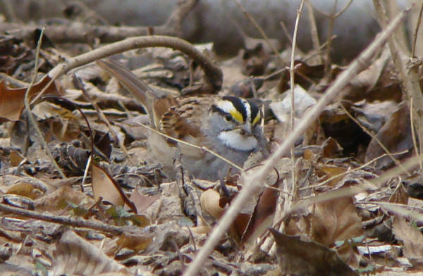 White-throated Sparrow