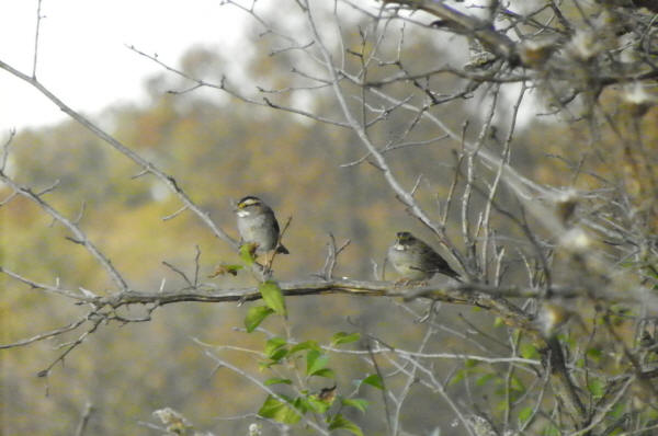 White-throated Sparrows