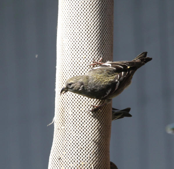 White-winged Crossbill