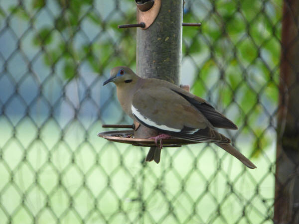 White-winged Dove