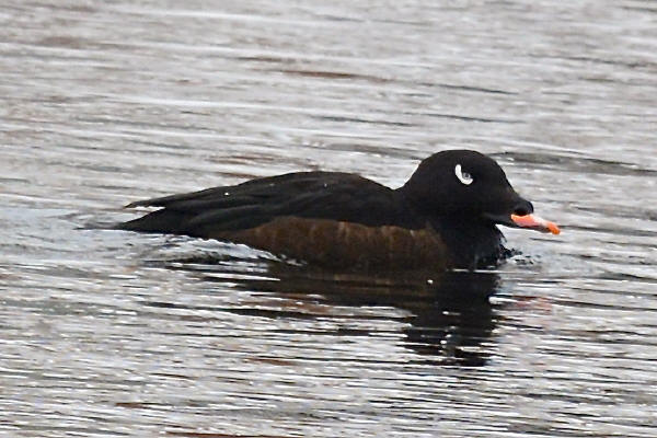 White-winged Scoter