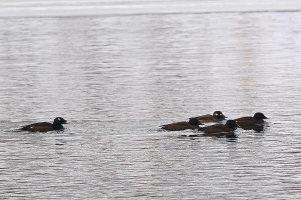 White-winged Scoters