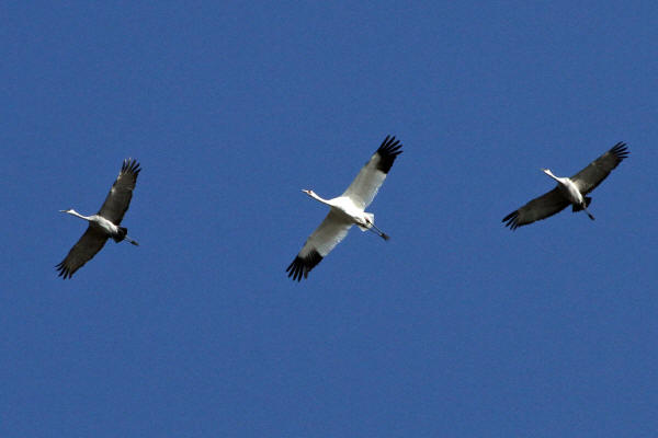 Whooping Crane