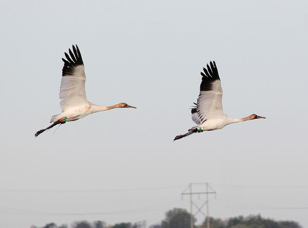 Whooping Cranes