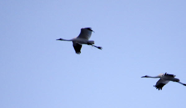 Whooping Cranes