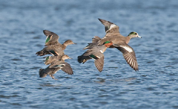American Wigeon and three Green-winged Teal