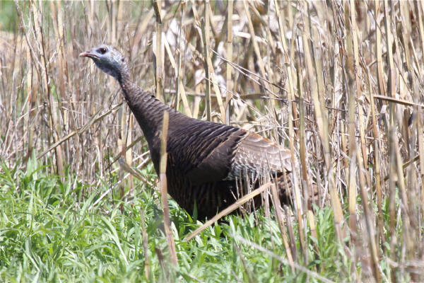 Wild Turkey