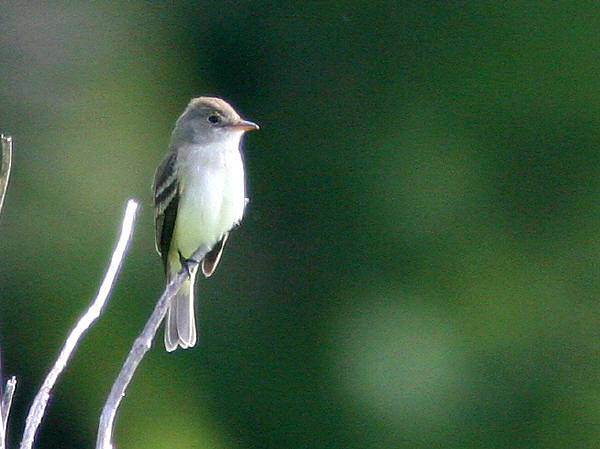 Willow Flycatcher