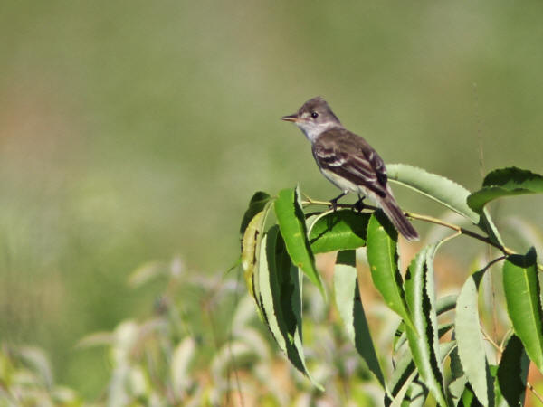 Willow Flycatcher