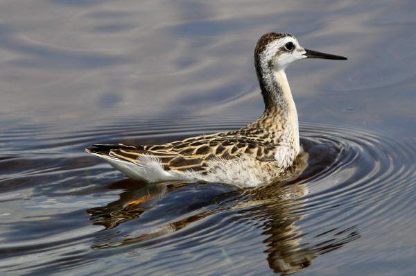 Wilson's Phalarope