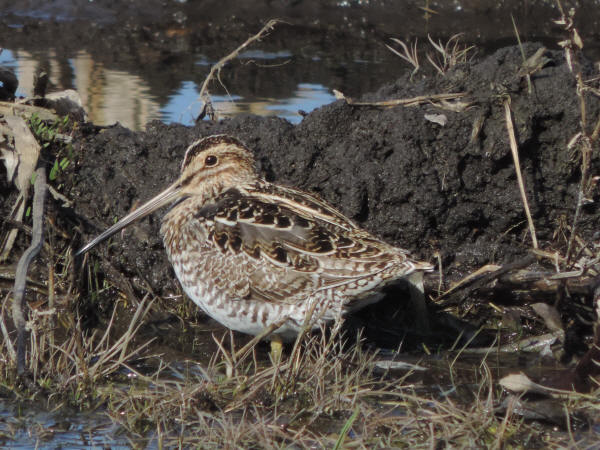 Wilson's Snipe