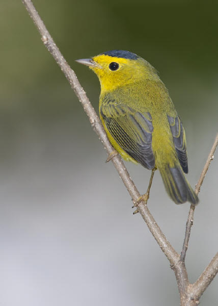 Wilson's Warbler