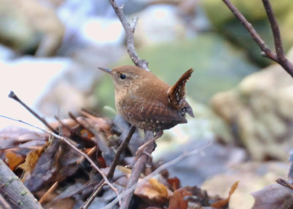 Winter Wren