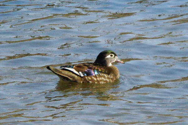 Wood Duck