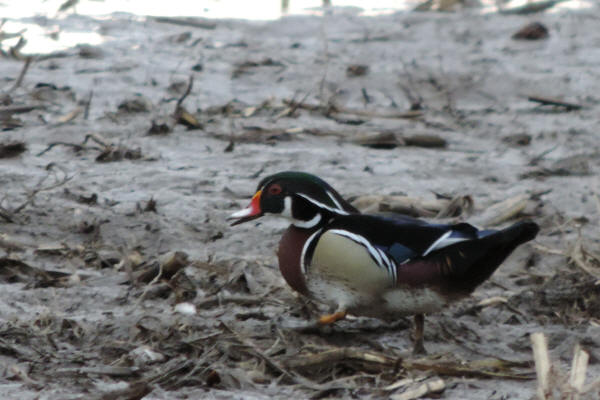 Wood Duck