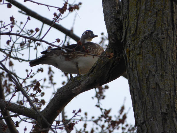 Wood Duck