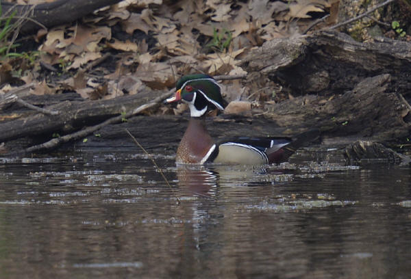 Wood Duck