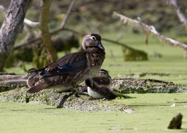Wood Duck family