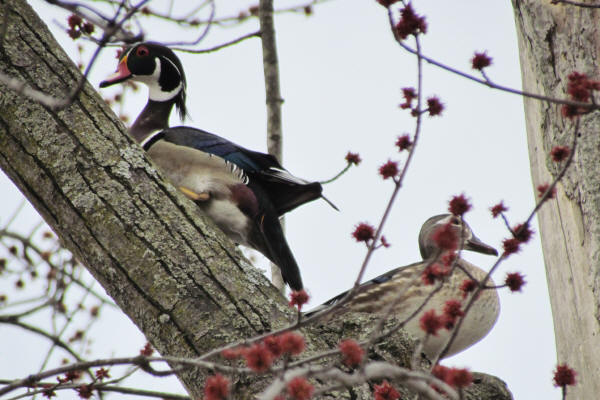 Wood Ducks