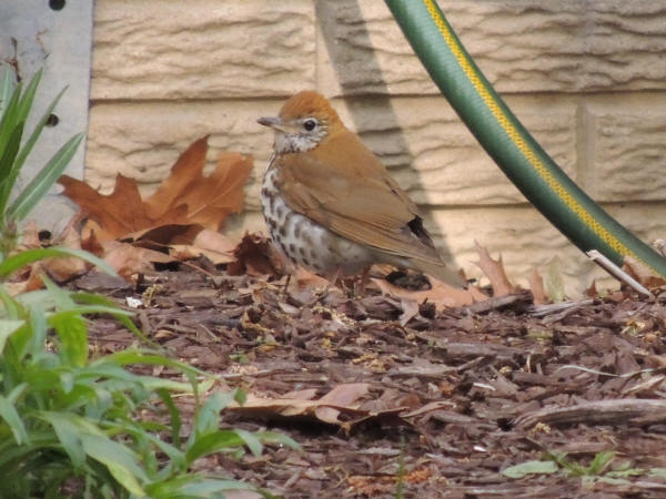 Wood Thrush