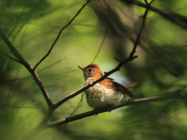 Wood Thrush