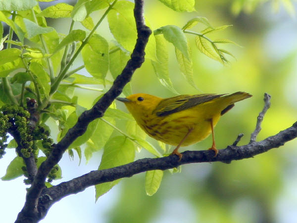 Yellow Warbler