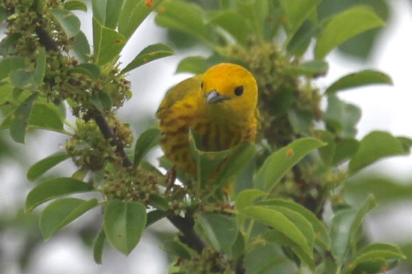 Yellow Warbler