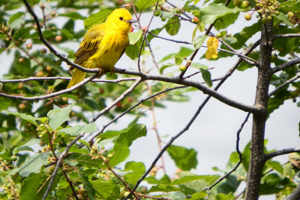 Yellow Warbler