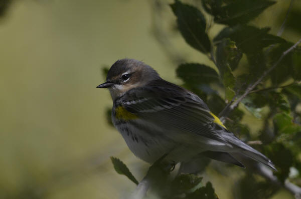 Yellow-rumped Warbler