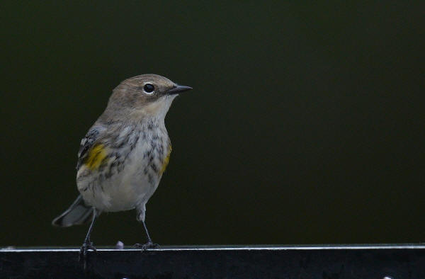 Yellow-rumped Warbler