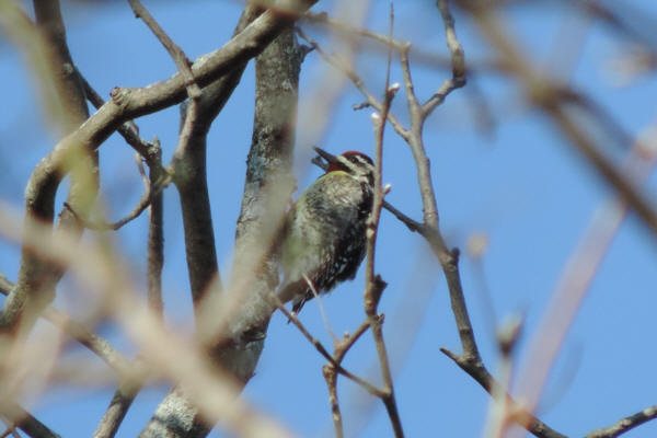 Yellow-bellied Sapsucker