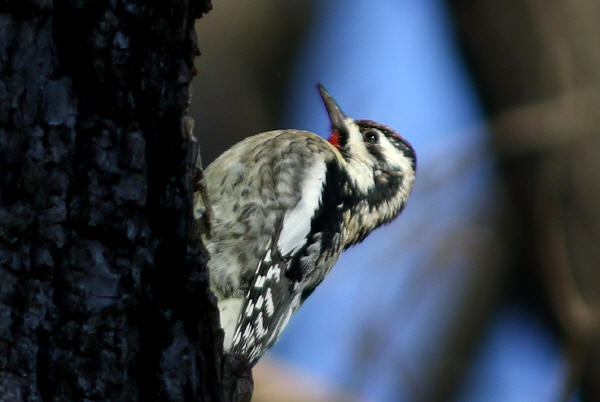 Yellow-bellied Sapsucker