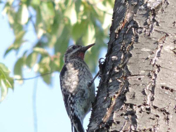 Yellow-bellied Sapsucker