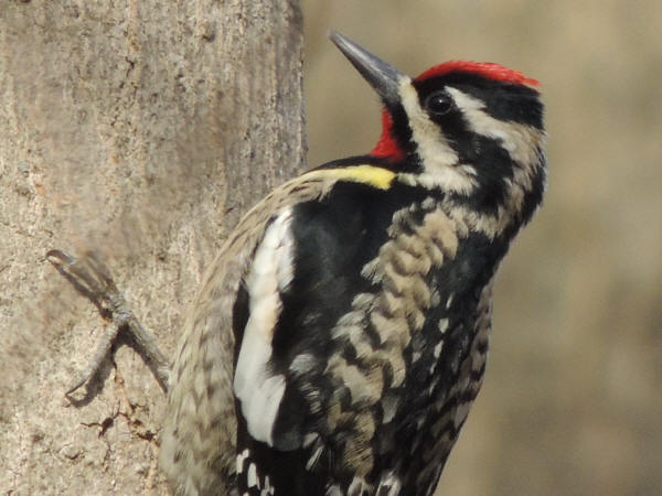 Yellow-bellied Sapsucker