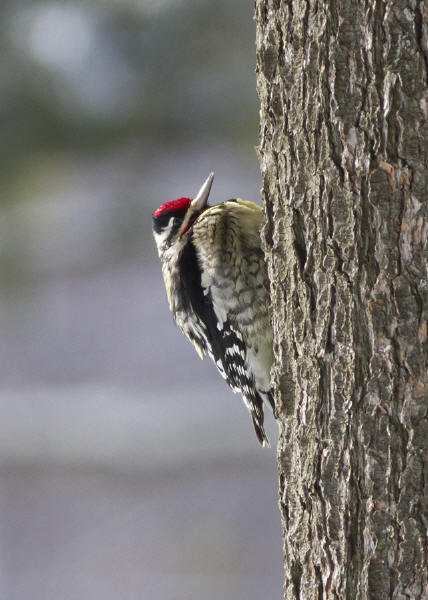 Yellow-bellied Sapsucker