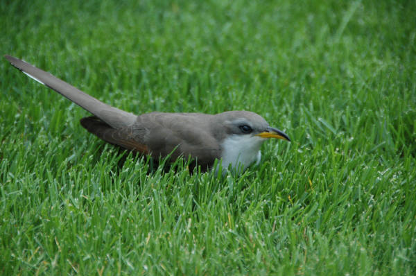 Yellow-billed Cuckoo