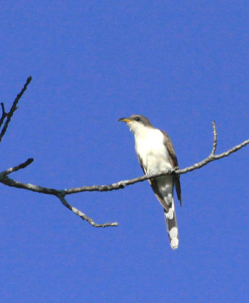 Yellow-billed Cuckoo