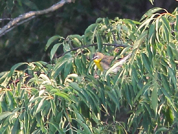 Yellow-breasted Chat