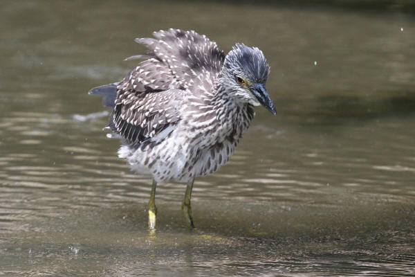 Immature Yellow-crowned Night-Heron