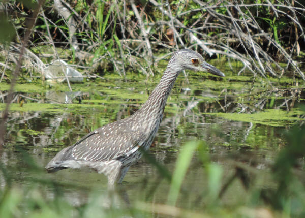 Yellow-crowned Night-Heron