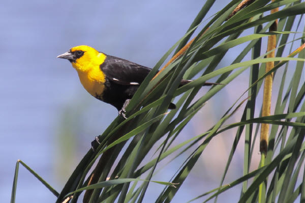 Yellow-headed Blackbird