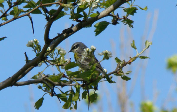 Yellow-rumped Warbler