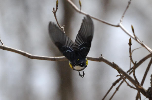 Yellow-rumped Warbler