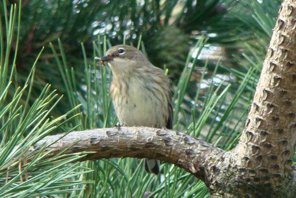 Yellow-rumped Warbler