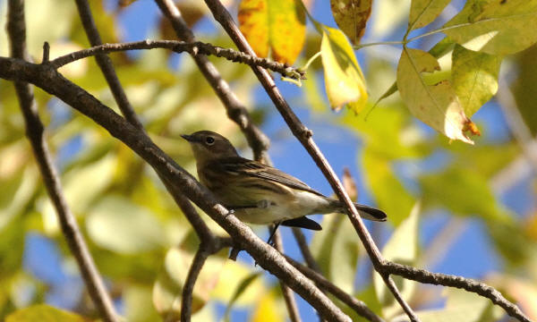 Yellow-rumped Warbler