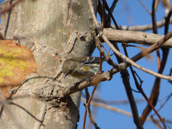 Yellow-rumped Warbler