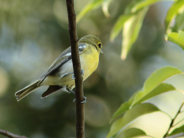 Yellow-throated Vireo