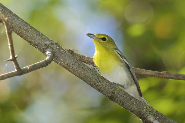 Yellow-throated Vireo