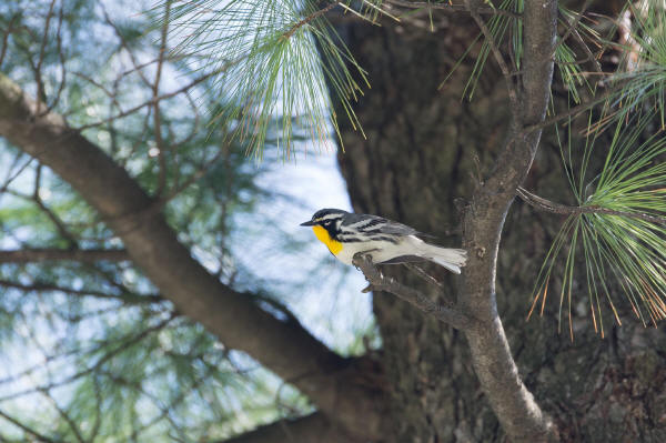 Yellow-throated Warbler