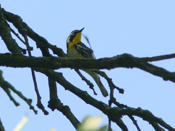 Yellow-Throated Warbler